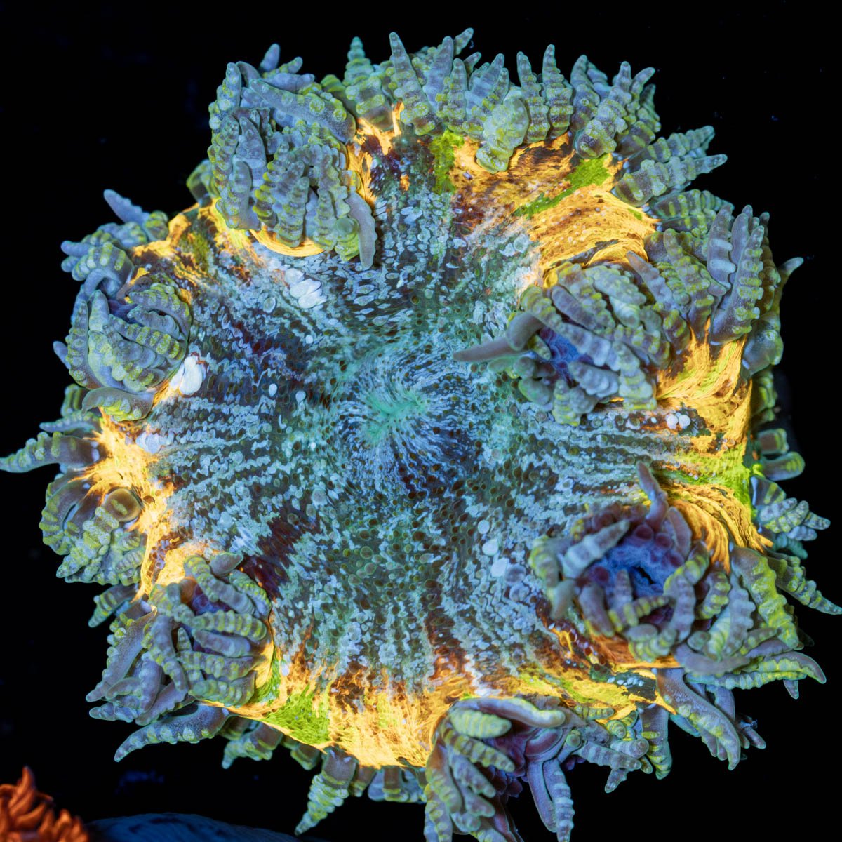 Ultra Rock Flower Anemone - riptide aquaculture llc