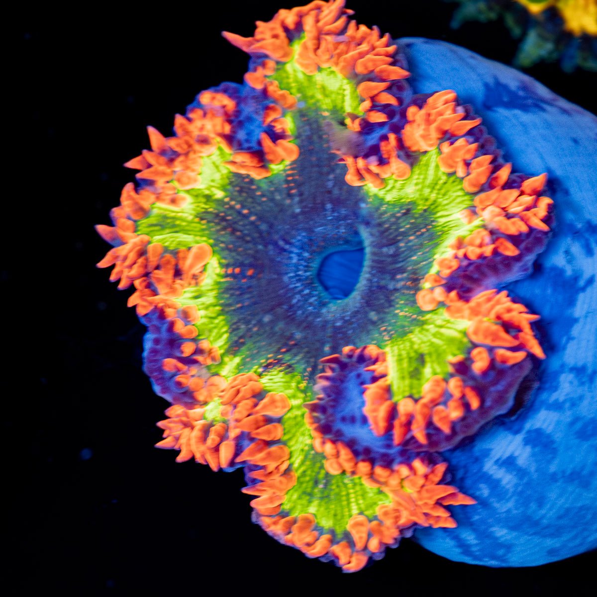 Ultra Rock Flower Anemone - riptide aquaculture llc