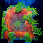 Ultra Rock Flower Anemone - riptide aquaculture llc