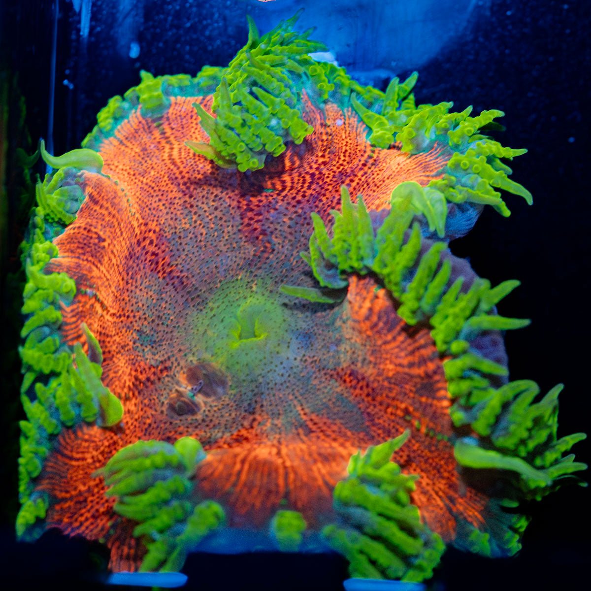 Ultra Rock Flower Anemone - riptide aquaculture llc