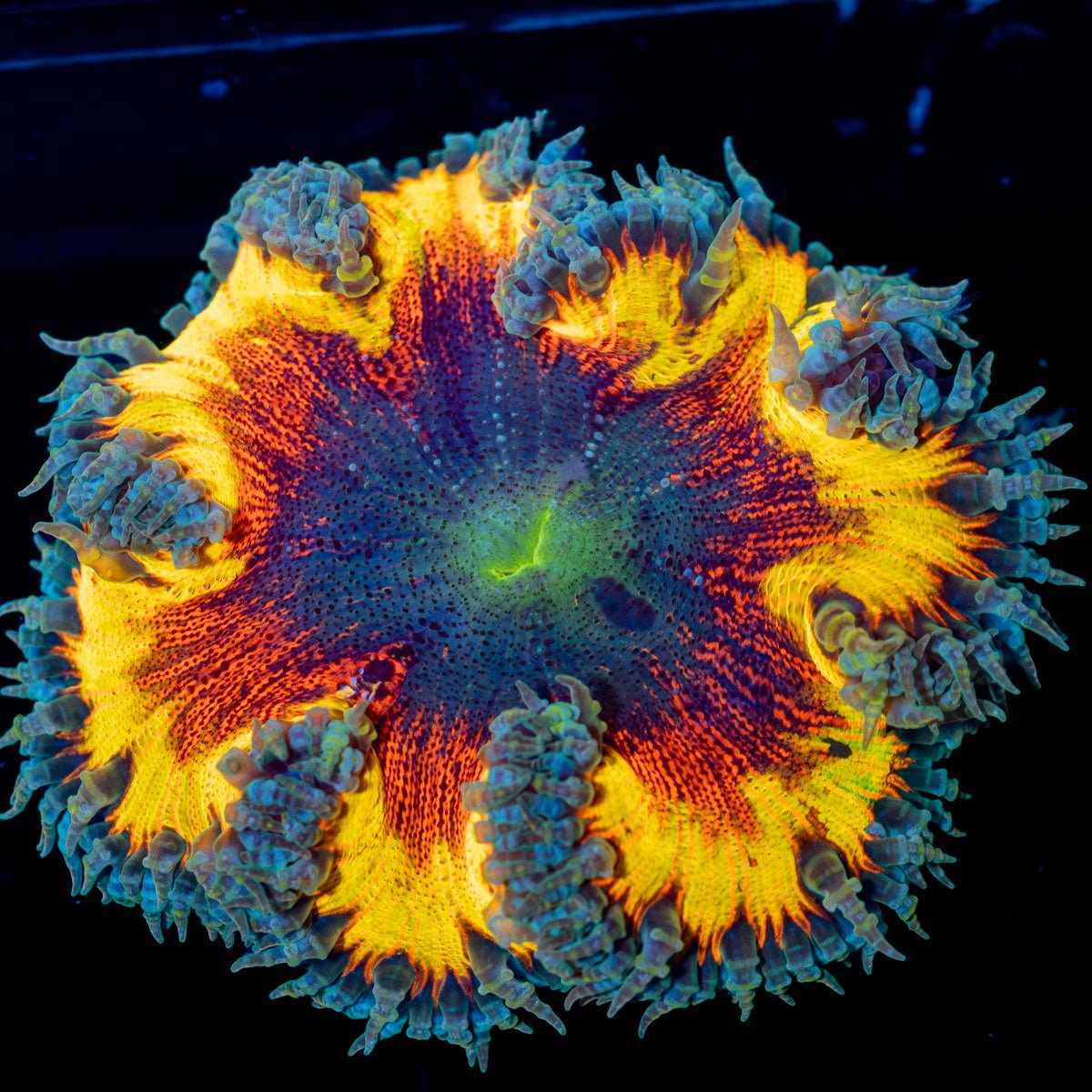 Ultra Rock Flower Anemone - riptide aquaculture llc