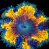 Ultra Rock Flower Anemone - riptide aquaculture llc