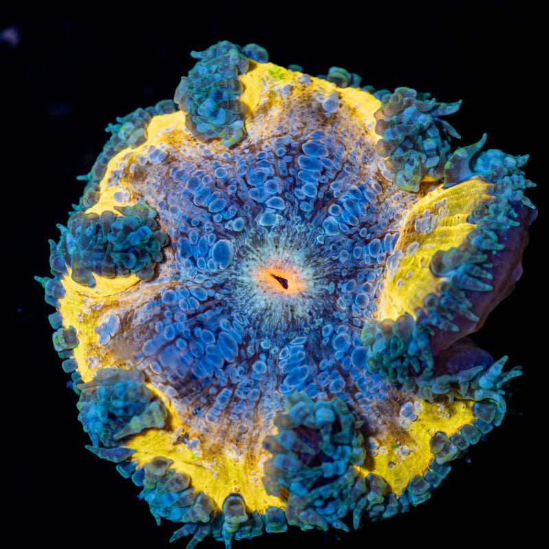 Ultra Rock Flower Anemone