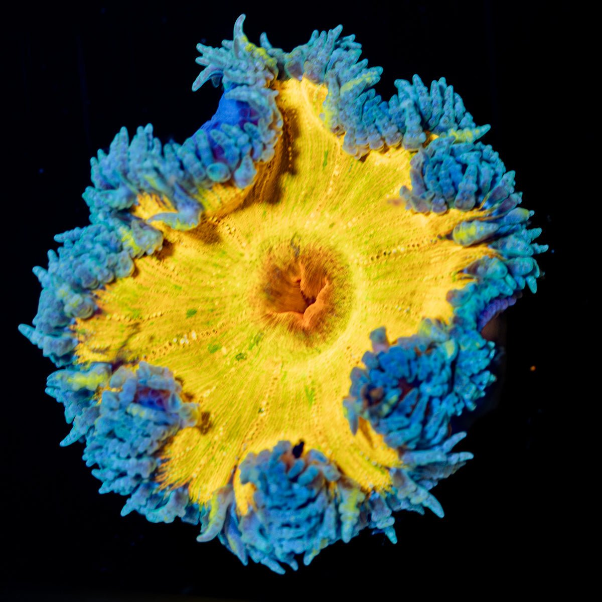 Ultra Rock Flower Anemone - riptide aquaculture llc