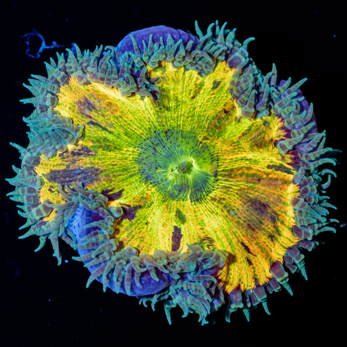 Ultra Rock Flower Anemone - riptide aquaculture llc