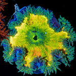 Ultra Rock Flower Anemone - riptide aquaculture llc