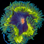 Ultra Rock Flower Anemone - riptide aquaculture llc