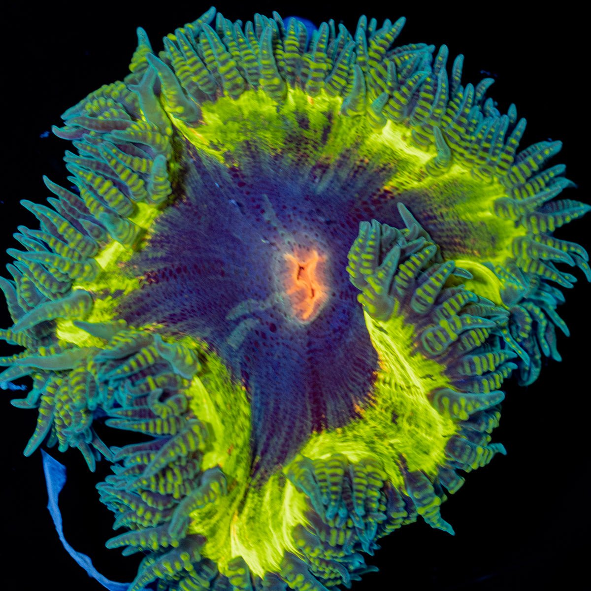 Ultra Rock Flower Anemone - riptide aquaculture llc