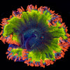 Ultra Rock Flower Anemone - riptide aquaculture llc