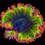 Ultra Rock Flower Anemone - riptide aquaculture llc