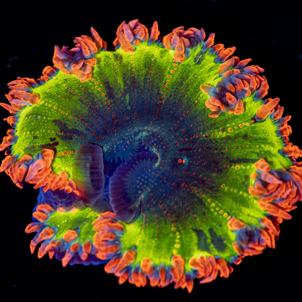 Ultra Rock Flower Anemone - riptide aquaculture llc