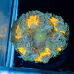 Ultra Rock Flower Anemone with colorful oral disc in reef aquarium