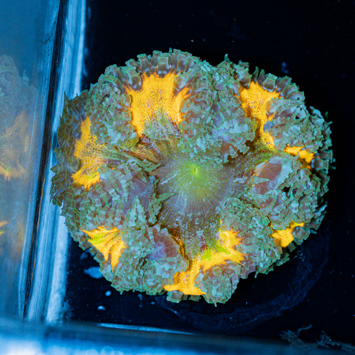 Ultra Rock Flower Anemone with colorful oral disc in reef aquarium