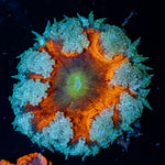 Ultra Rock Flower Anemone with colorful oral disc in reef aquarium
