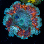 Ultra Rock Flower Anemone with colorful oral disc in reef aquarium