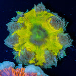 Ultra Rock Flower Anemone with colorful oral disc in reef aquarium