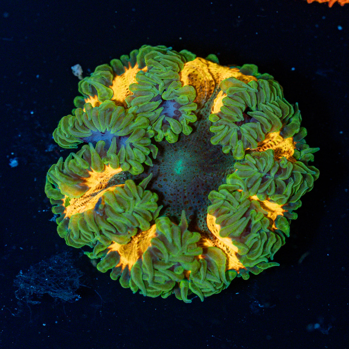 Ultra Rock Flower Anemone with colorful oral disc in reef aquarium