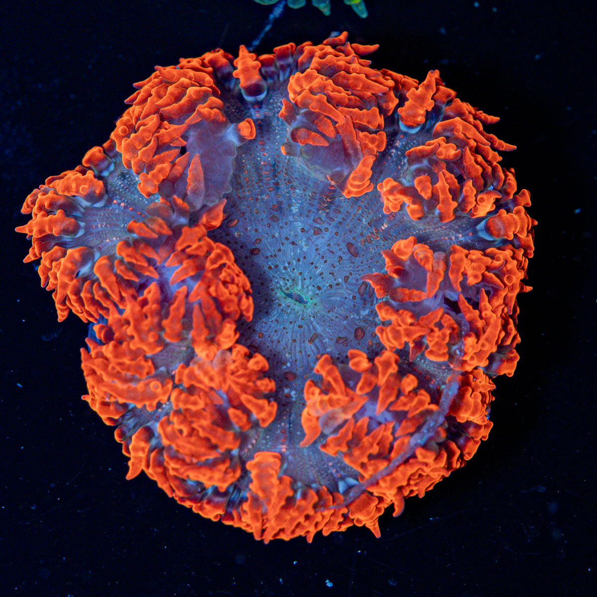 Ultra Rock Flower Anemone with colorful oral disc in reef aquarium