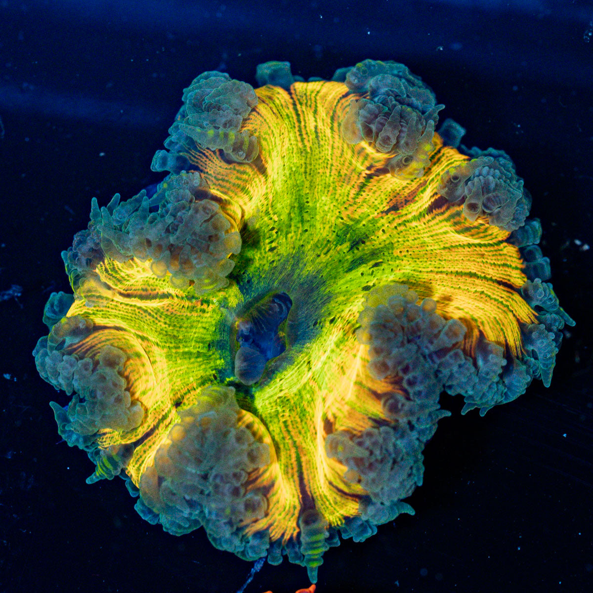 Ultra Rock Flower Anemone with colorful oral disc in reef aquarium