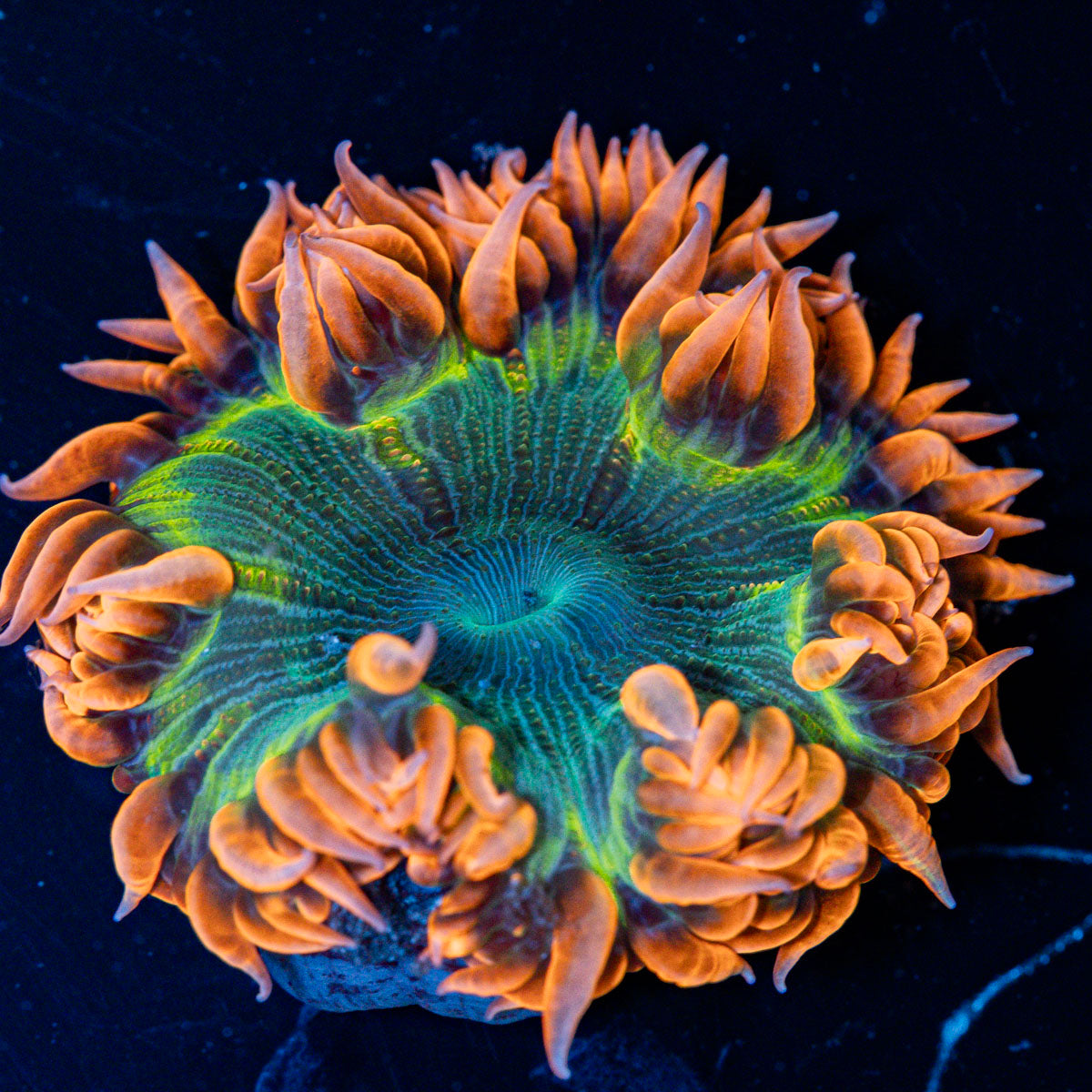 Ultra Rock Flower Anemone with colorful oral disc in reef aquarium