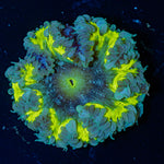 Ultra Rock Flower Anemone with colorful oral disc in reef aquarium