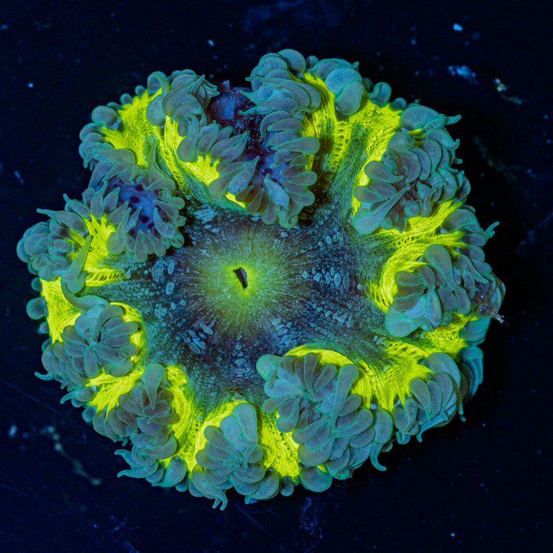 Ultra Rock Flower Anemone with colorful oral disc in reef aquarium