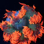 Ultra Rock Flower Anemone with colorful oral disc in reef aquarium