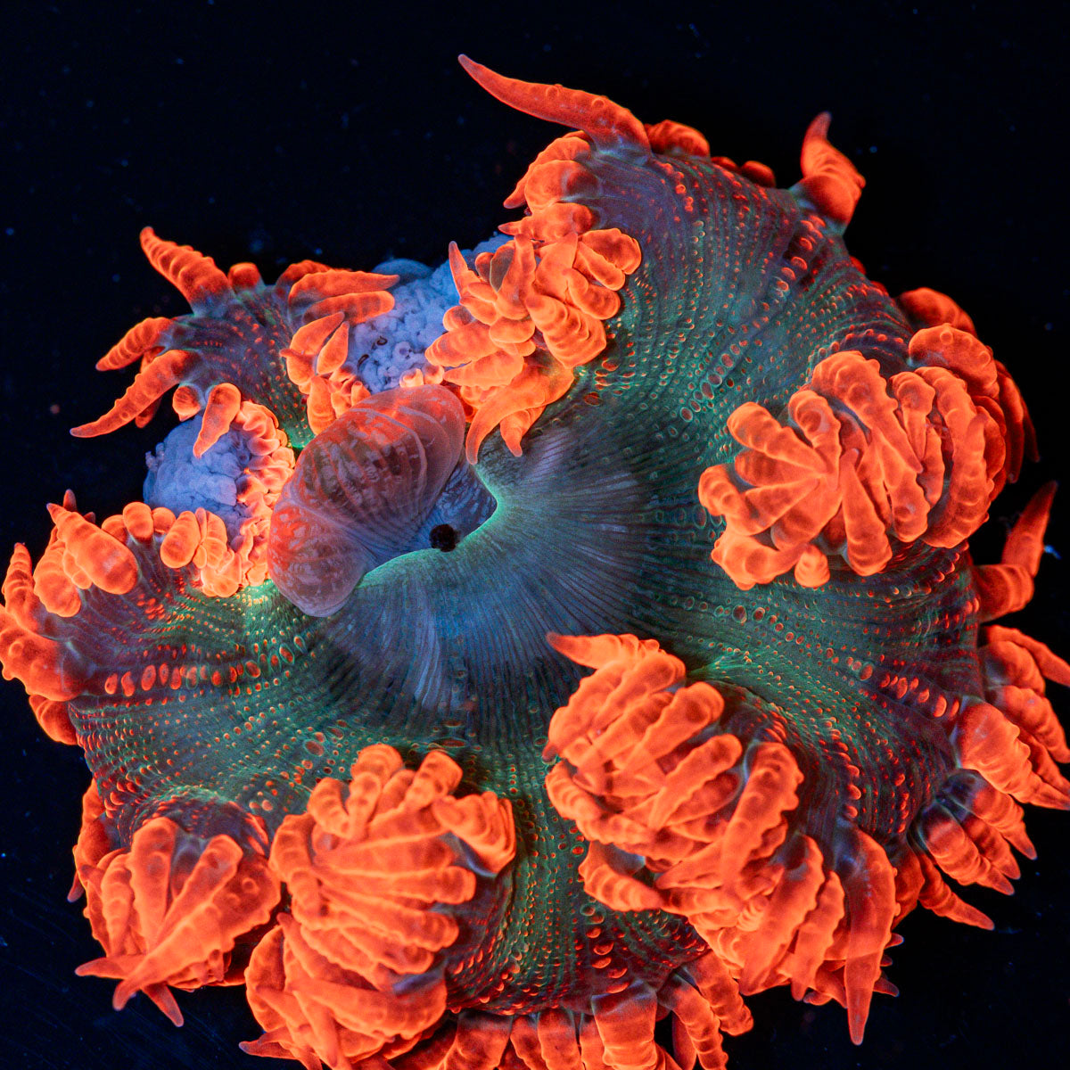 Ultra Rock Flower Anemone with colorful oral disc in reef aquarium