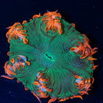 Ultra Rock Flower Anemone with colorful oral disc in reef aquarium