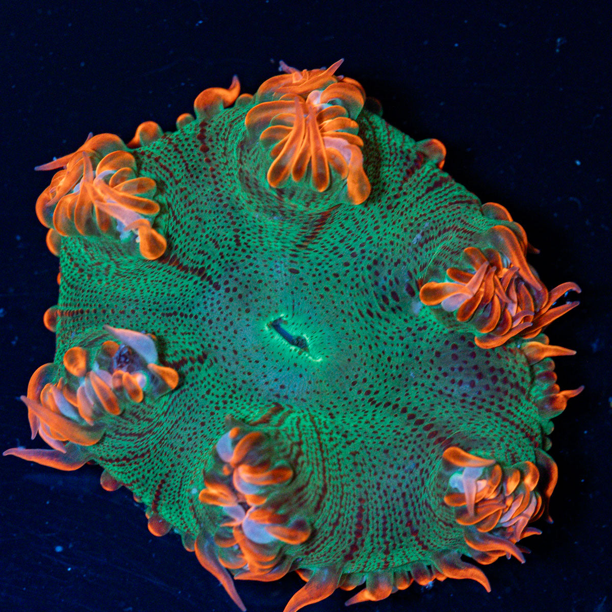 Ultra Rock Flower Anemone with colorful oral disc in reef aquarium