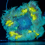 Ultra Rock Flower Anemone with colorful oral disc in reef aquarium