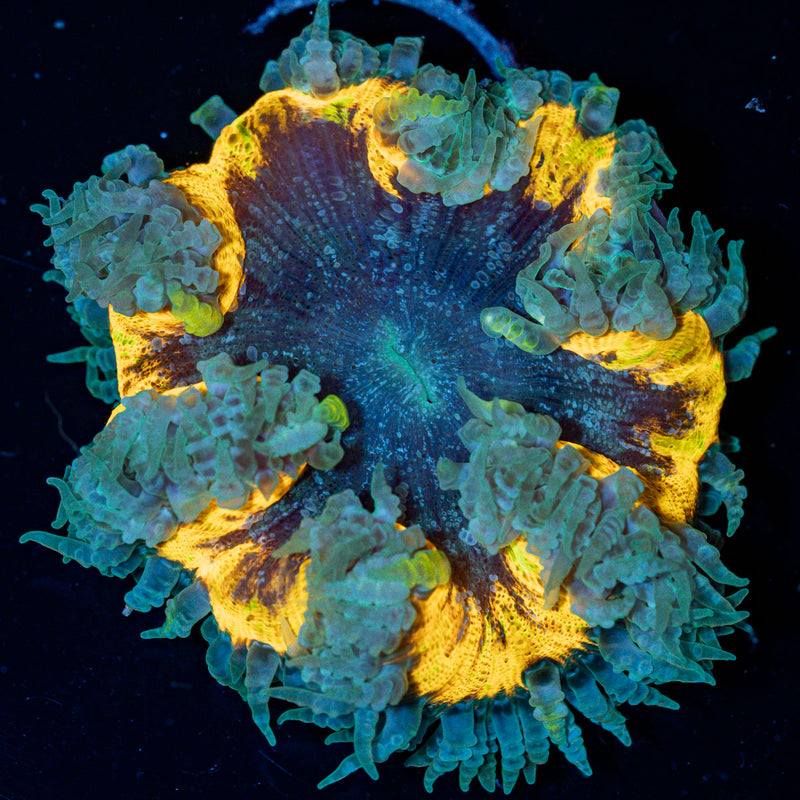 Ultra Rock Flower Anemone with colorful oral disc in reef aquarium