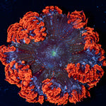 Ultra Rock Flower Anemone with colorful oral disc in reef aquarium