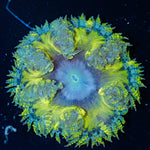 Ultra Rock Flower Anemone with colorful oral disc in reef aquarium