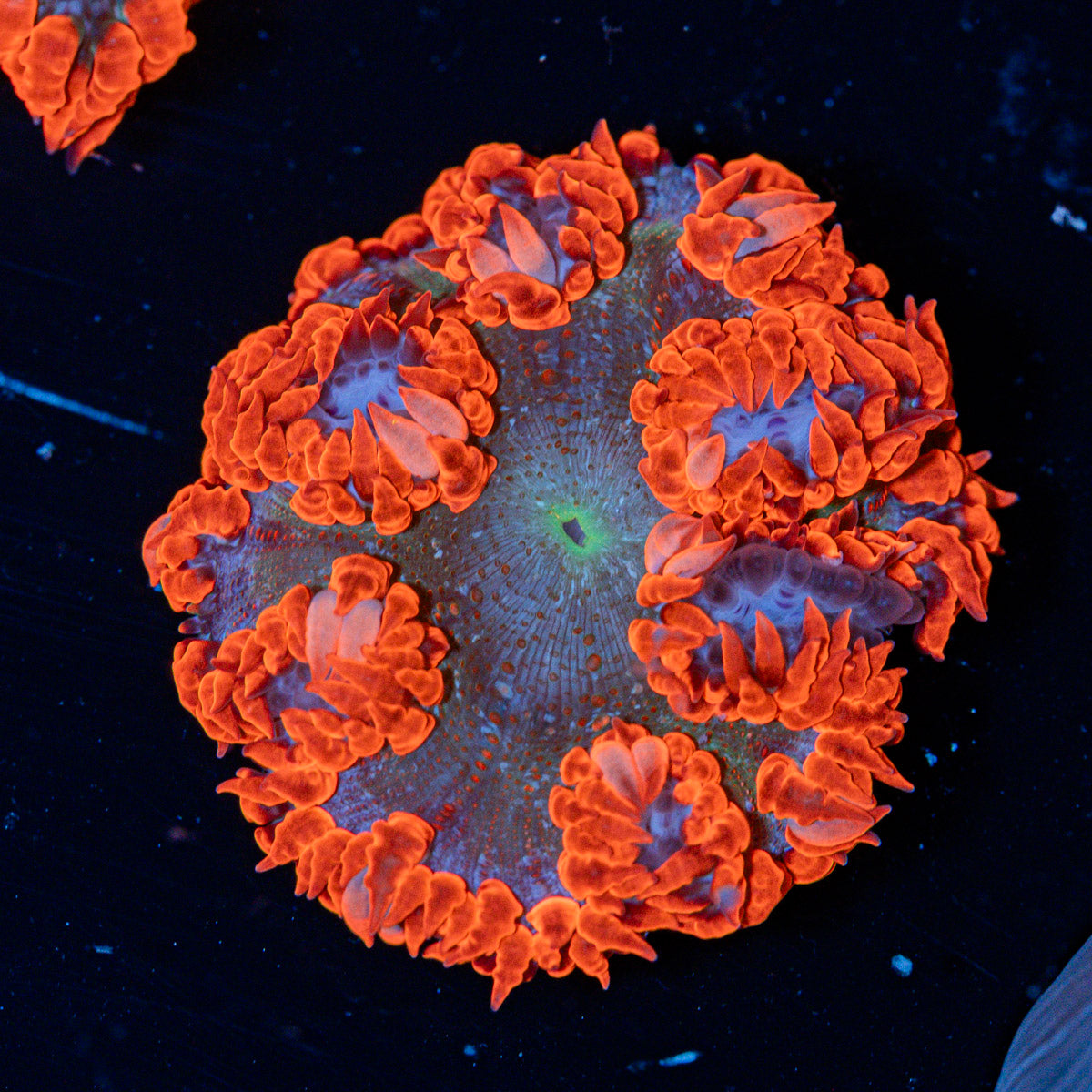 Ultra Rock Flower Anemone with colorful oral disc in reef aquarium