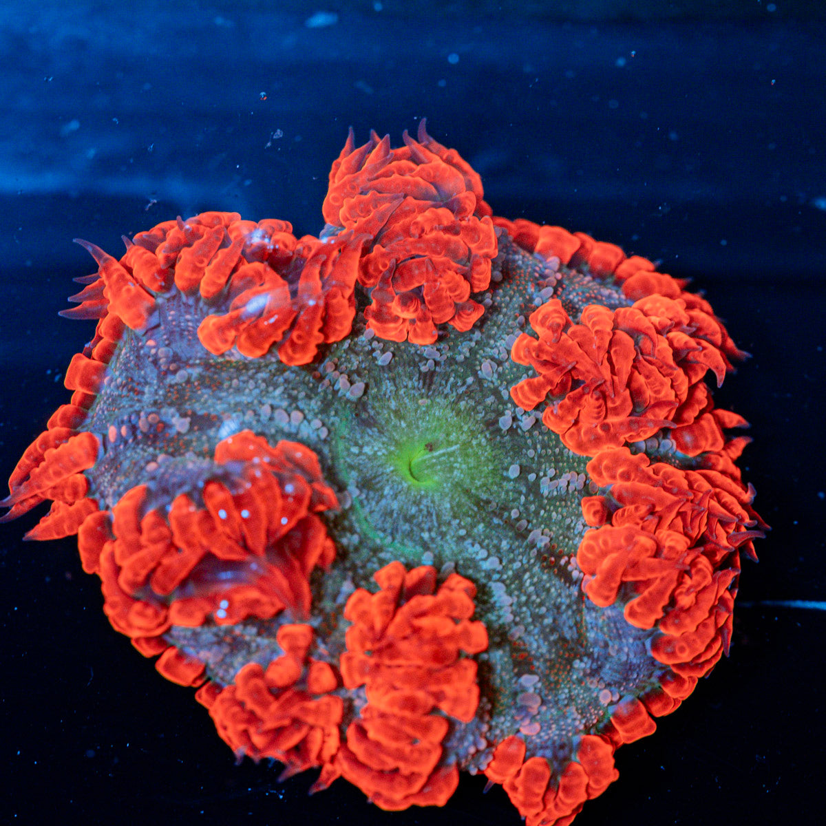 Ultra Rock Flower Anemone with colorful oral disc in reef aquarium
