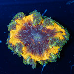 Ultra Rock Flower Anemone with colorful oral disc in reef aquarium
