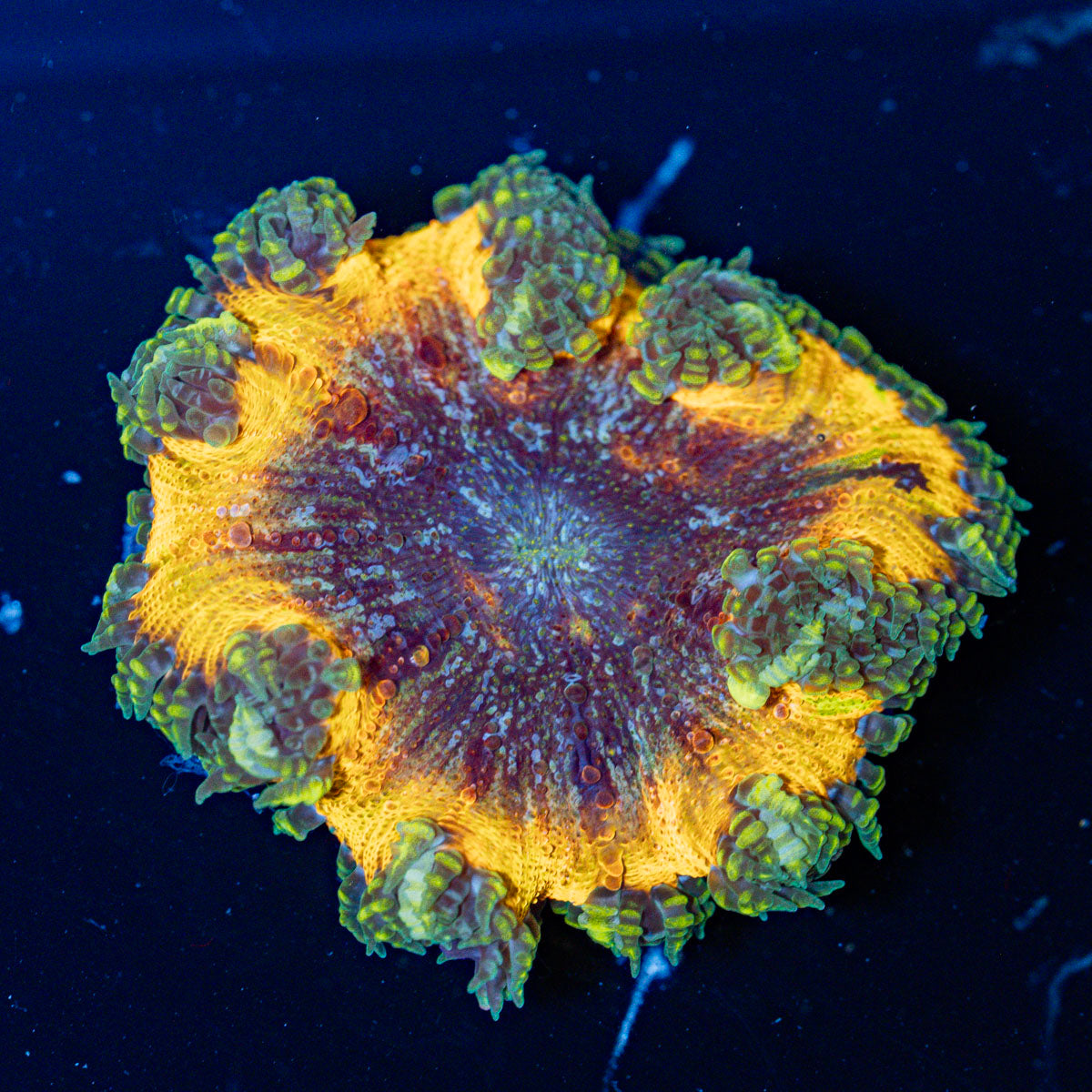 Ultra Rock Flower Anemone with colorful oral disc in reef aquarium