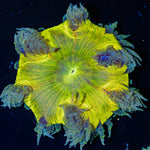 Ultra Rock Flower Anemone with colorful oral disc in reef aquarium