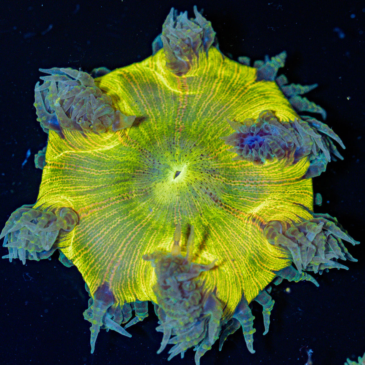 Ultra Rock Flower Anemone with colorful oral disc in reef aquarium