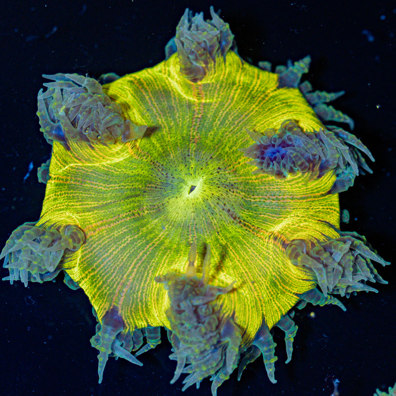 Ultra Rock Flower Anemone with colorful oral disc in reef aquarium
