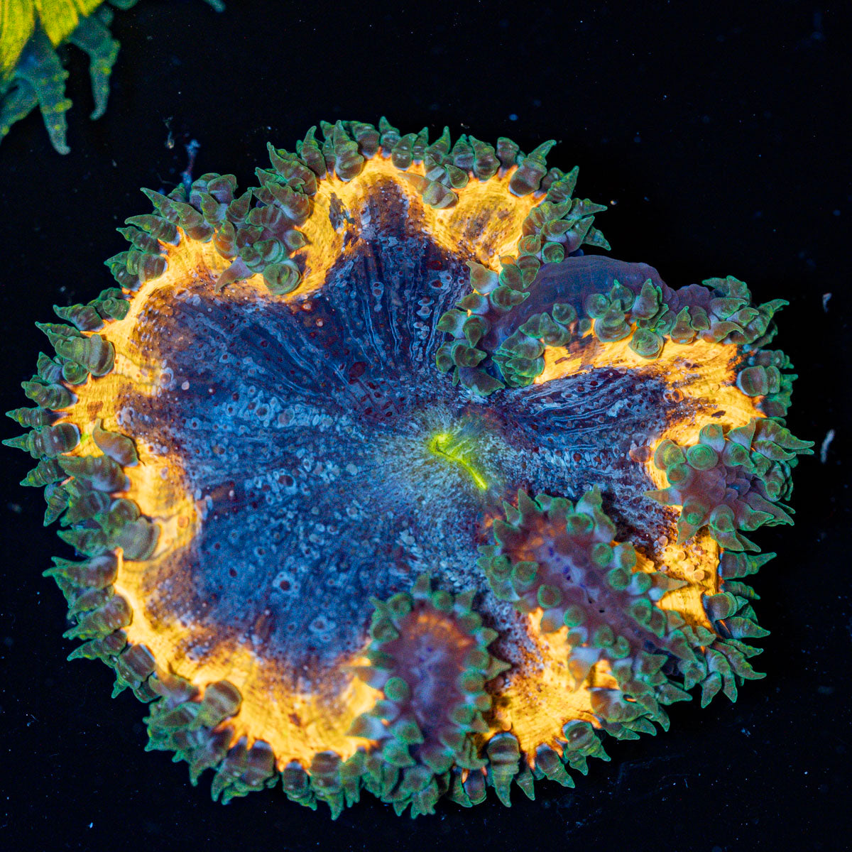 Ultra Rock Flower Anemone with colorful oral disc in reef aquarium