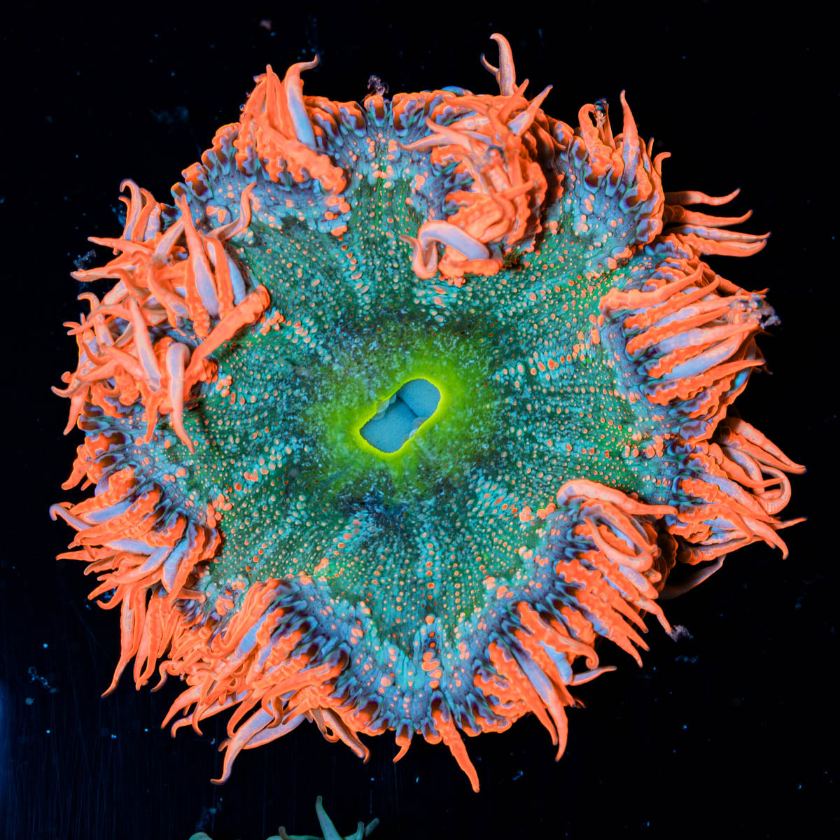Close-up of a colorful Red Rock flower anemone on a black background