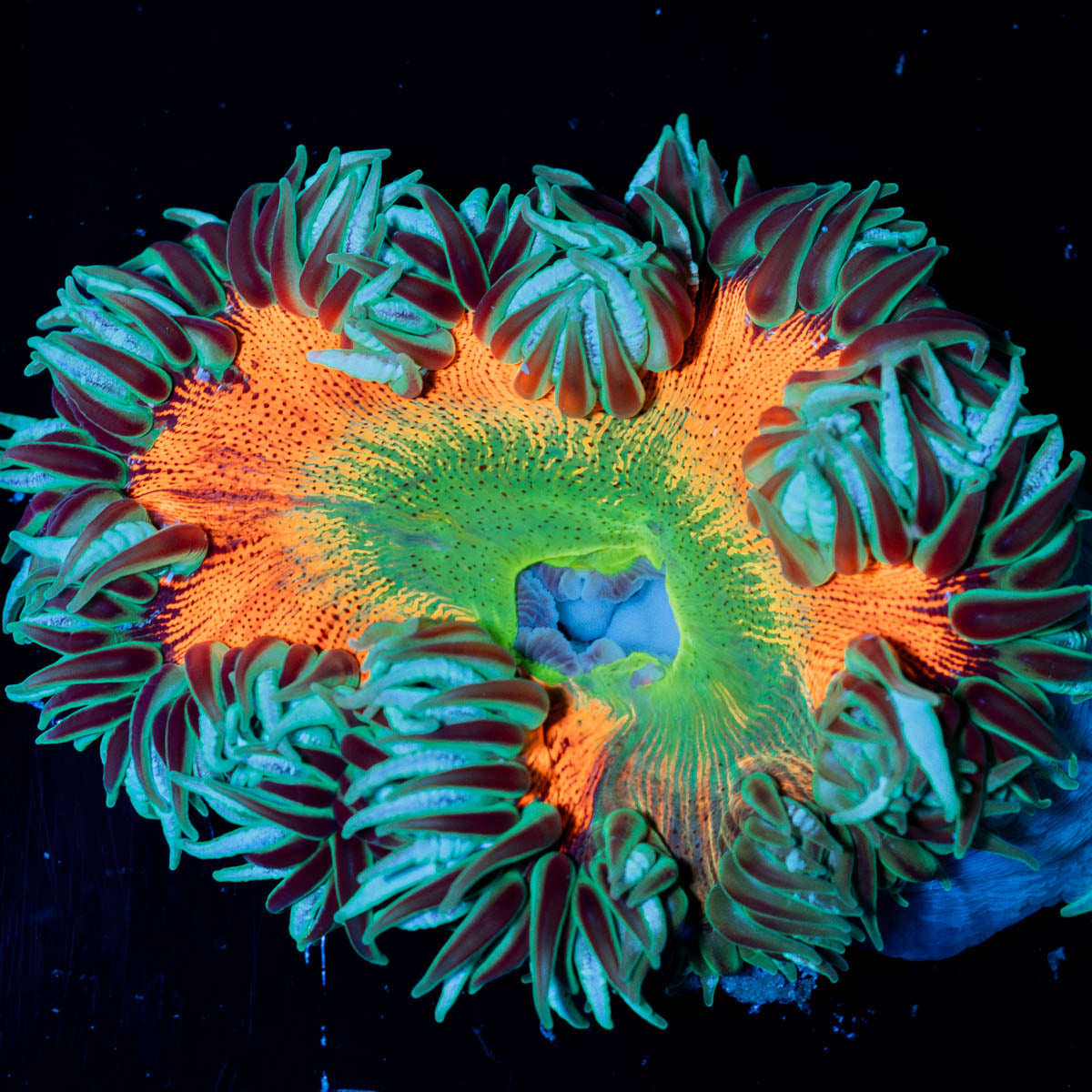 Close-up of a vibrant green and orange Rock flower anemone on a black background
