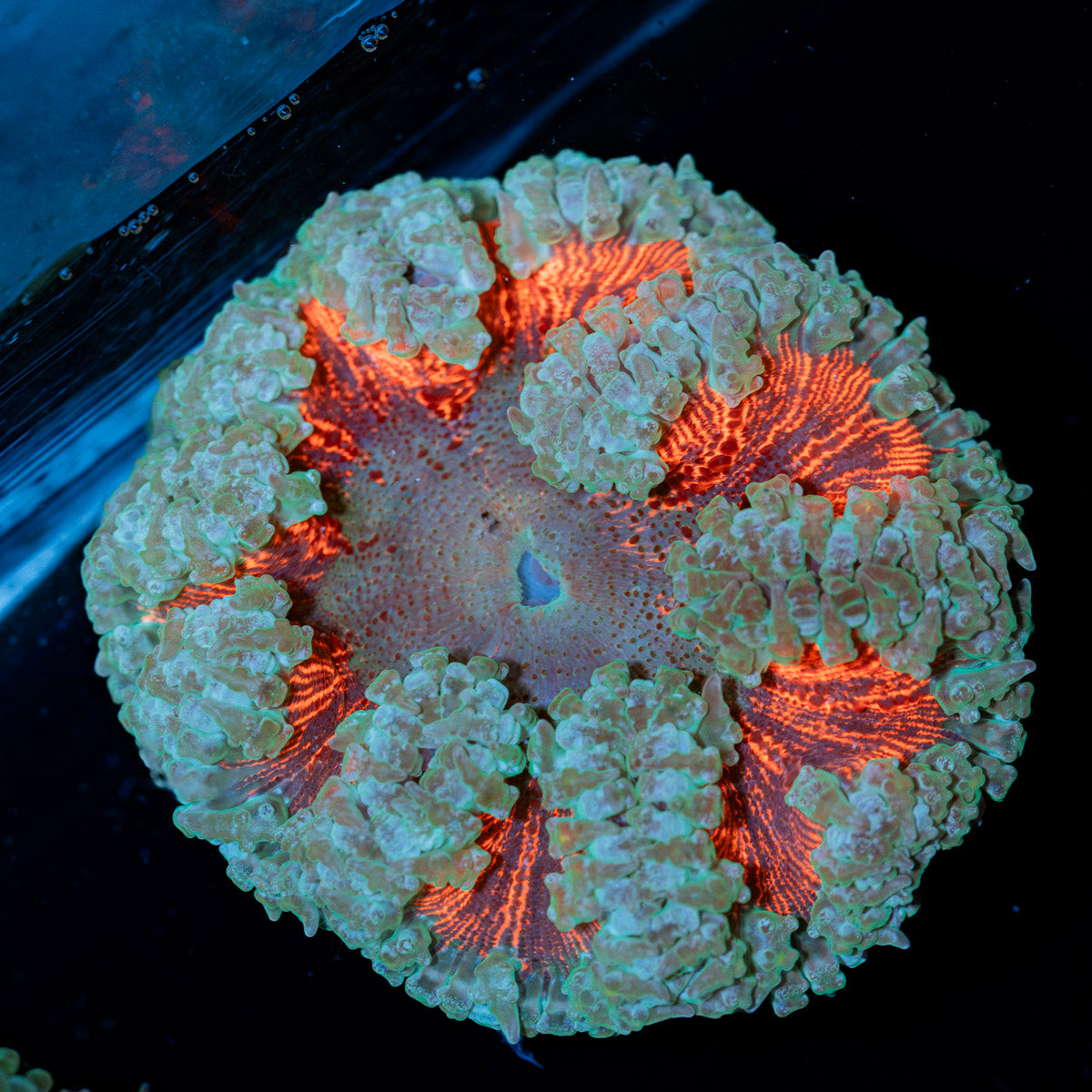 Ultra Rock Flower Anemone with colorful oral disc in reef aquarium