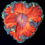Ultra Rock Flower Anemone with colorful oral disc in reef aquarium
