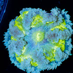 Ultra Rock Flower Anemone with colorful oral disc in reef aquarium