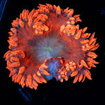 Ultra Rock Flower Anemone with colorful oral disc in reef aquarium