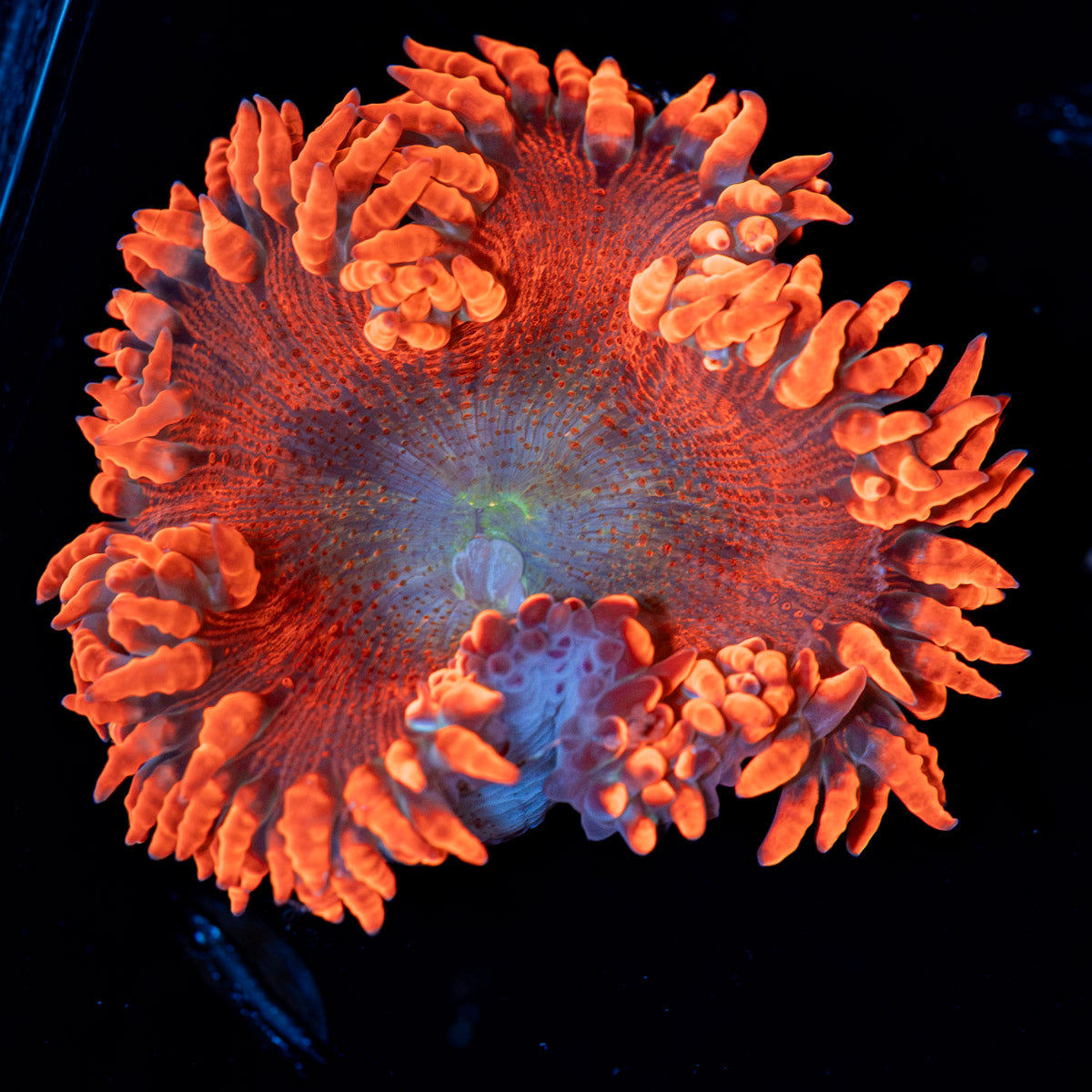 Ultra Rock Flower Anemone with colorful oral disc in reef aquarium