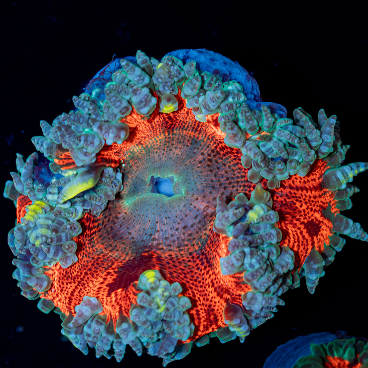 Ultra Rock Flower Anemone with colorful oral disc in reef aquarium
